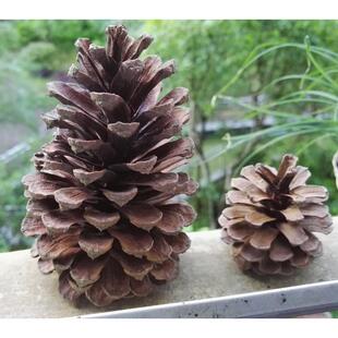 天然松果装饰摆件幼儿园手工diy材料超特大松球松塔干花产地直销