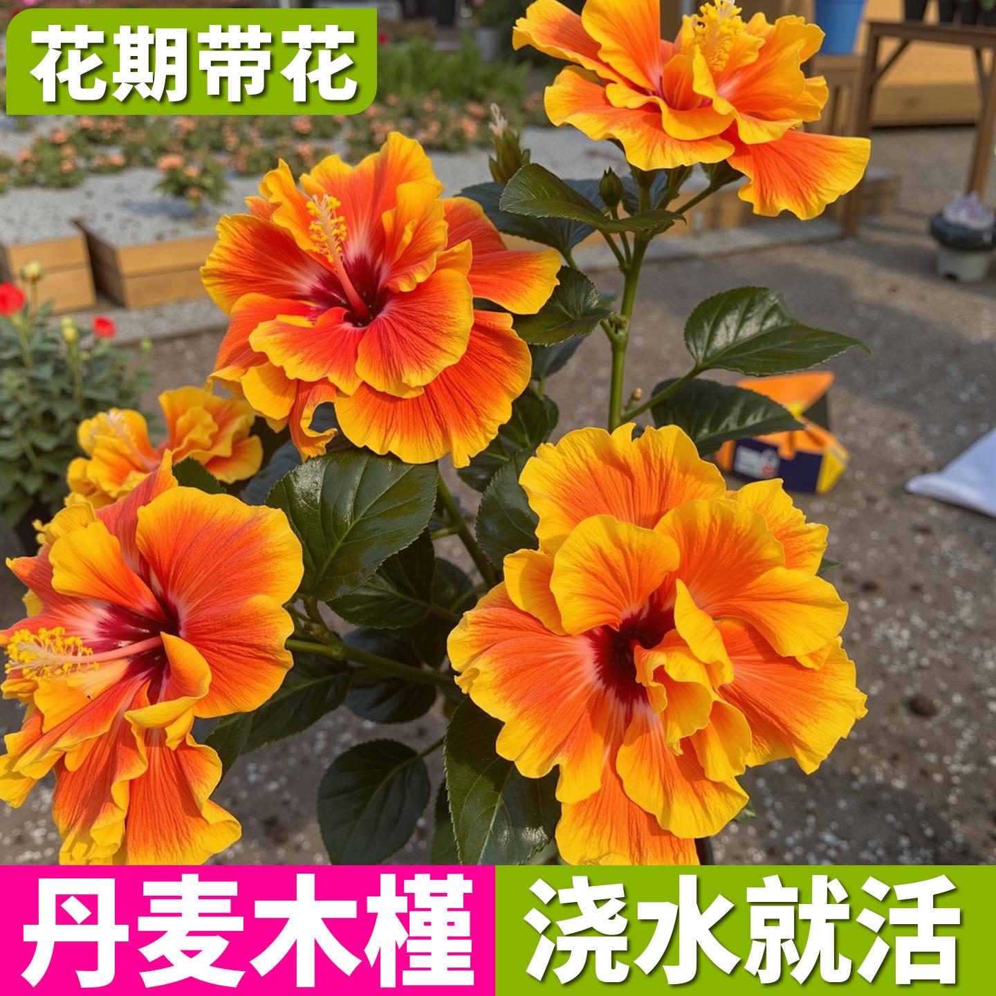 丹麦木槿花盆栽扶桑带花苞重瓣大苗阳台庭院开花驱蚊植物朱槿花苗