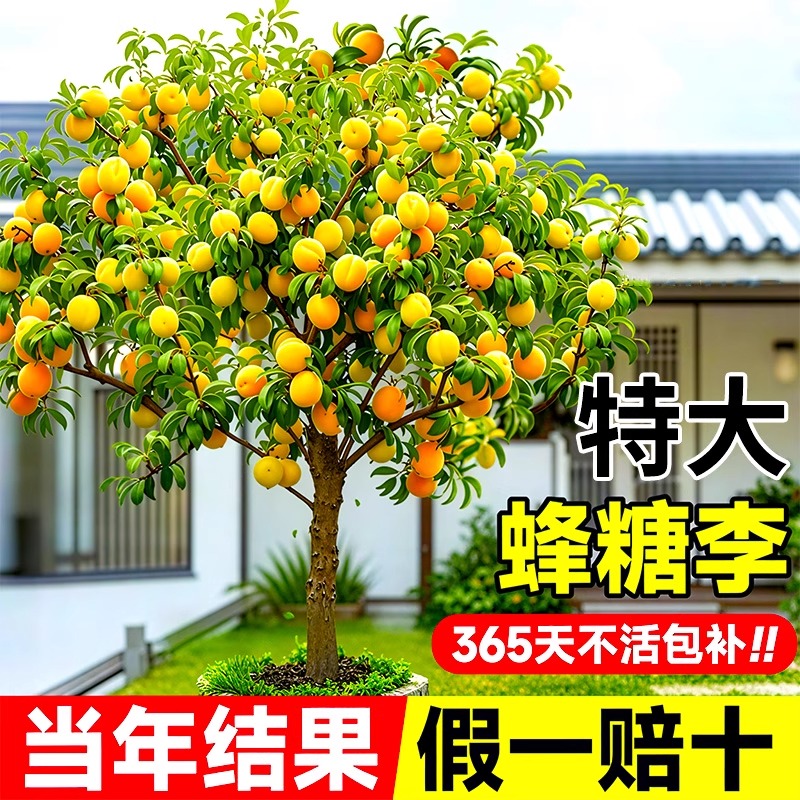 蜂糖李子树苗西梅嫁接脆甜