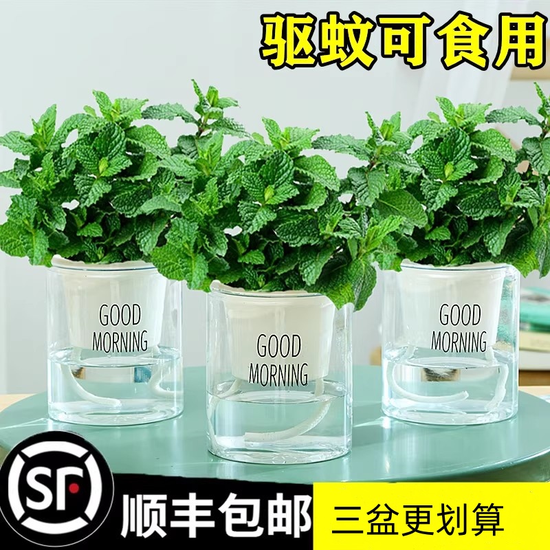 薄荷盆栽可食用水培叶室内