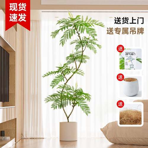 仿真绿植蓝花楹盆栽高端轻奢室内客厅大型仿生假树落地装饰品摆件