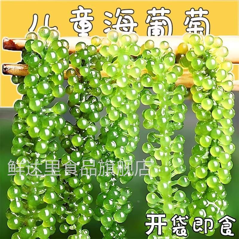 儿童海葡萄绿色鱼子酱即食泡发小孩吃的新鲜盐渍海葡萄官方旗舰店