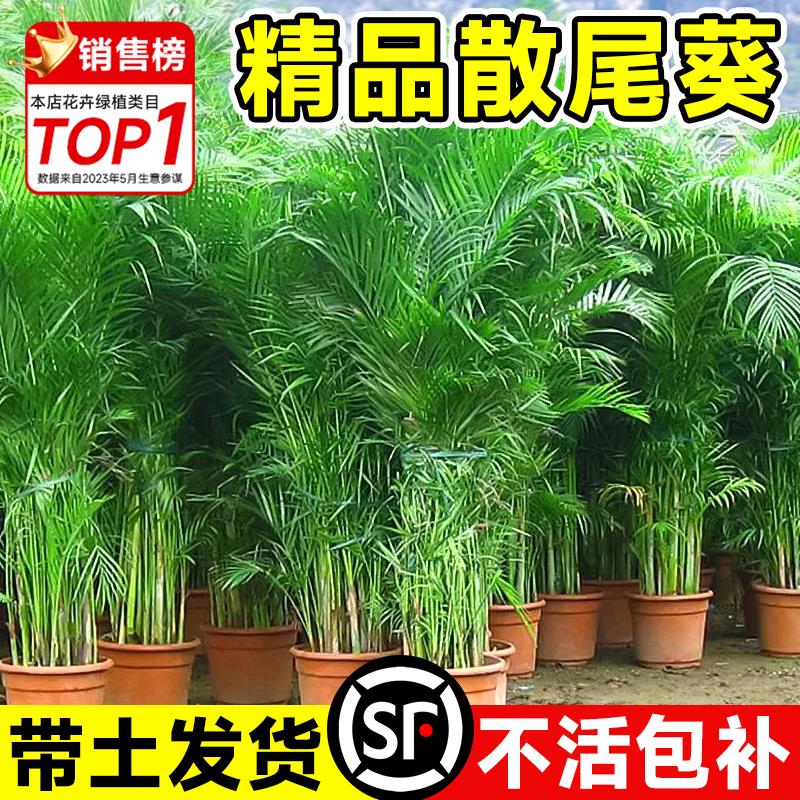 散尾葵植物盆栽客厅办公室内高级感好养四季常青大型落地花卉绿植