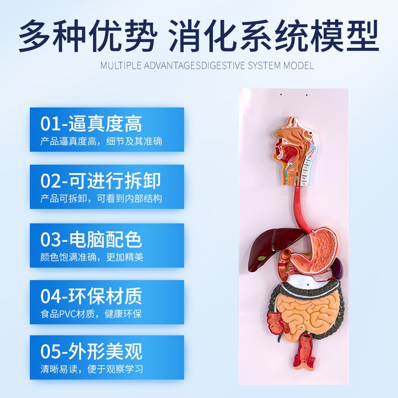 人体消化系统模型 直肠模型 食道模型 口鼻喉胃模型大肠模型肝脏