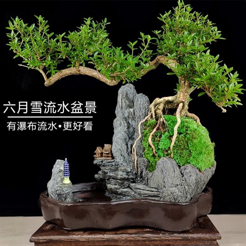 流水六月雪树桩老盆景绿植室内福建茶盆栽罗汉松植物山水假山造景