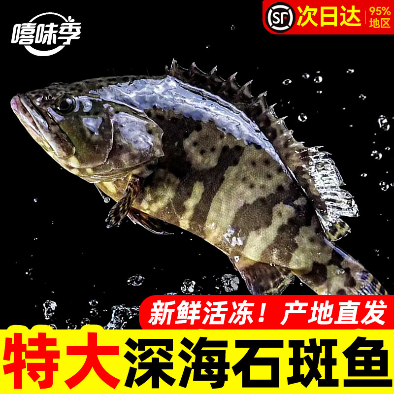 深海石斑鱼鲜活冷冻野生超大深海鱼老虎斑龙胆龙趸老虎斑海鲜水产