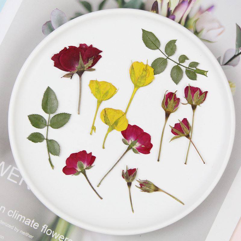 玫瑰月季真花压花侧压带枝花苞 滴胶手工diy相框香薰 干花材料包,电动车/配件/交通工具,电动车锁,淘宝优惠券,粉丝福利购,淘宝优惠卷