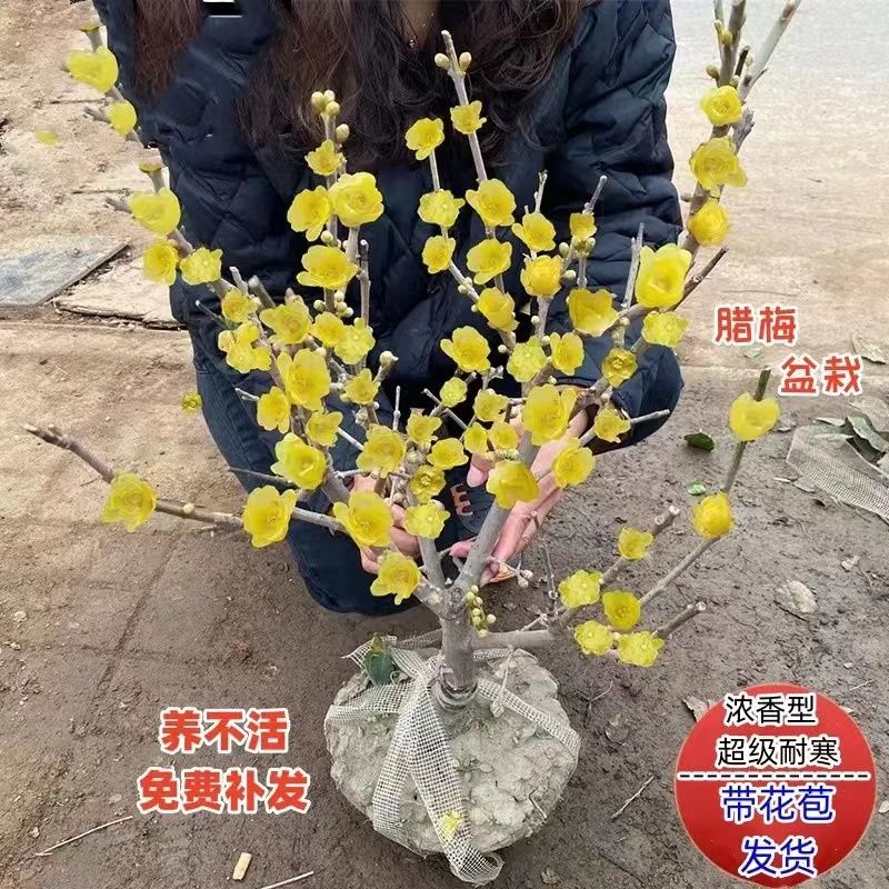 素心腊梅盆栽地栽老桩浓香型耐寒植物冬天开花庭院花卉