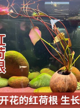 红荷根水草造景水族箱中后景易养睡莲阴性植物懒人淡水真活体碗莲