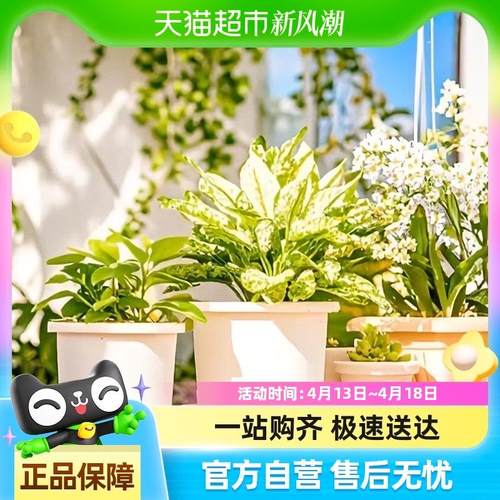 爱丽思Deepot深型绿萝蔷薇绣球多肉爱丽丝塑料花盆