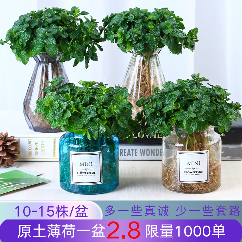 可食用薄荷水培盆栽苗叶驱虫办公室内桌面绿植老品种营养液