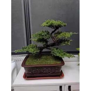 客厅盆栽罗汉松 迎客松盆景真树地柏松树植物室内花卉绿植好养四季