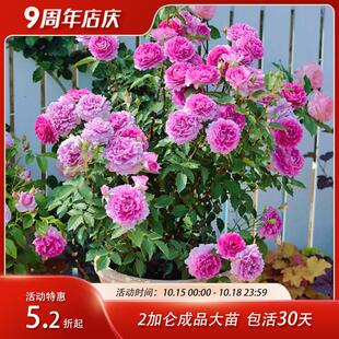 惠惠 开浓香阳台庭院盆 花园月季 花苗乙女心天方夜谭6升大苗四季