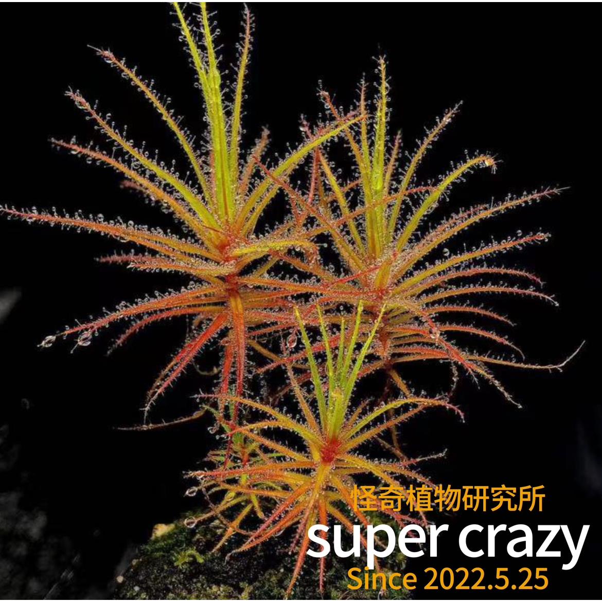 R.gorgonias美杜莎捕虫树食虫植物茅膏菜捕蝇草造景雨林缸微景观