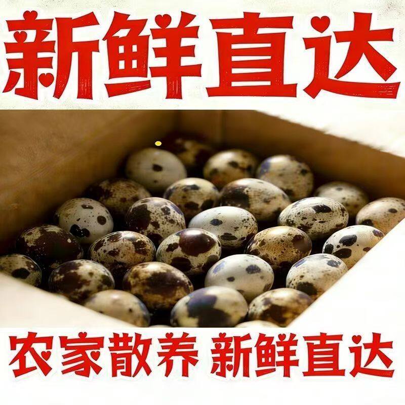 新鲜鹌鹑蛋生鲜农家人正宗杂粮喂养宝宝孕妇辅食产地直发40枚包邮