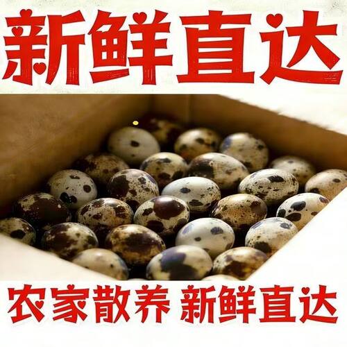 新鲜鹌鹑蛋生鲜农家人正宗杂粮喂养宝宝孕妇辅食产地直发40枚包邮