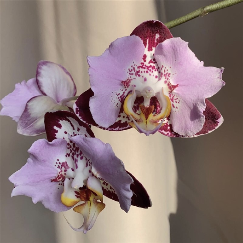 芳美黑钢琴蝴蝶兰2.8寸杯苗不带花箭高端花卉品种对版洋兰