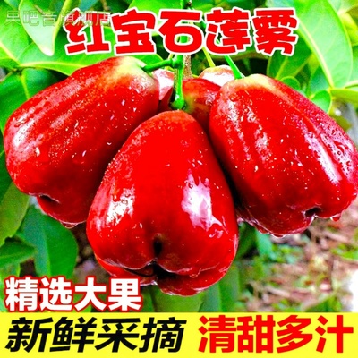 海南莲雾果新鲜水果5斤红宝石当季连雾洋蒲桃黑金刚现摘整箱包邮