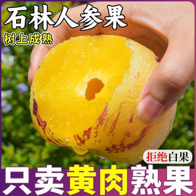 礼盒10斤 云南石林人参果新鲜水果整箱包邮树上熟黄肉人生果旗舰5