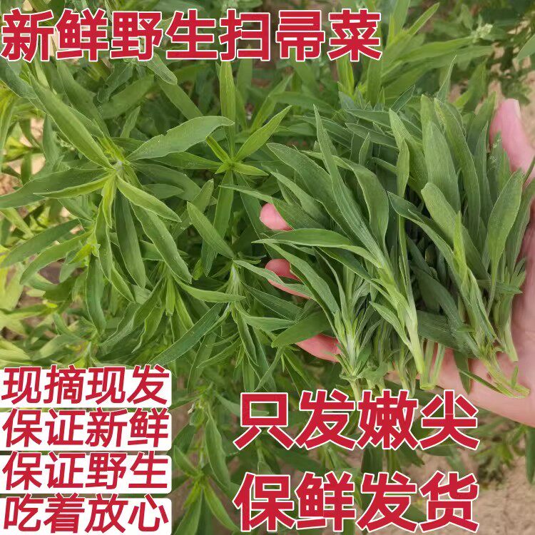只发嫩尖 新鲜野生扫帚菜 铁扫帚苗菜地肤菜野菠菜地麦草落帚现摘