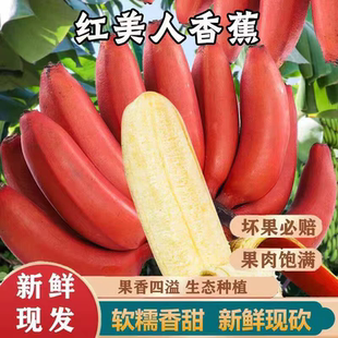正宗广西红美人香蕉banana当季新鲜水果整箱10斤自然熟红蕉香蕉