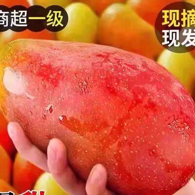 贵妃芒芒果新鲜大果当季新鲜热带水果现摘树上熟甜心台芒整箱