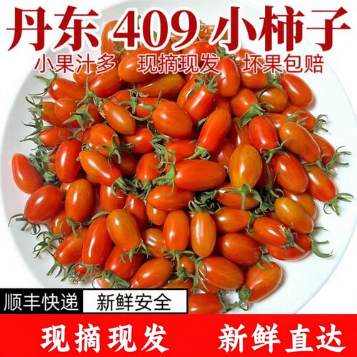 顺丰包邮东北409花生小柿子新鲜小番茄孕妇小圣女果非千禧圣女果