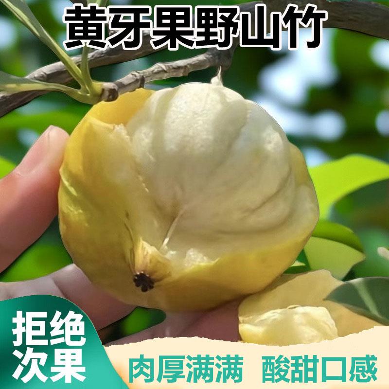 广西山竹新鲜黄牙果岭南山竹流茫子黄牙桔新鲜水果5斤装黄牙
