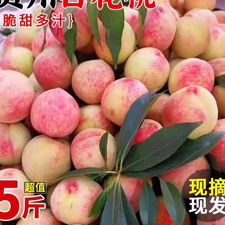 新鲜映霜红桃冬桃5斤结桃脱核桃脆甜桃应季水果整箱Z