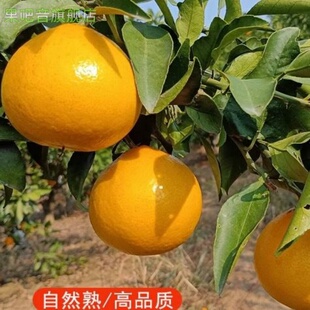 阳光一号柑橘 桔柚 新鲜水果桔子 福建高山甜心柚五斤装包邮