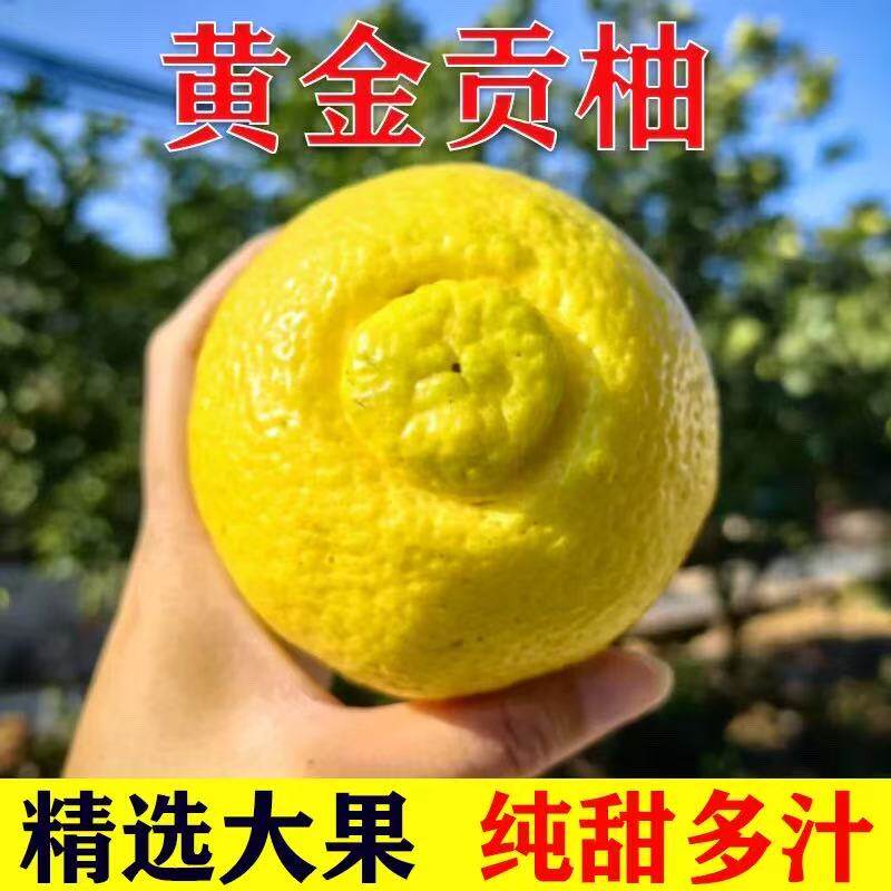 湖南怀化黄金贡柚春香桔柚象山青纯甜当季新鲜水果高维C柚子包邮