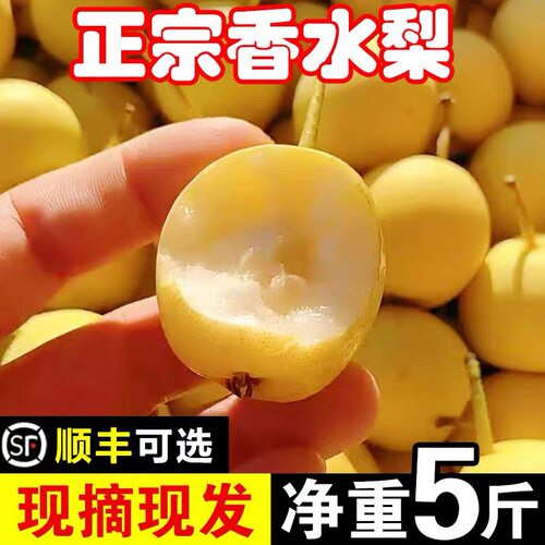 正宗南果梨新鲜梨子当季东北南国梨香水红皮冻梨特产水果整箱