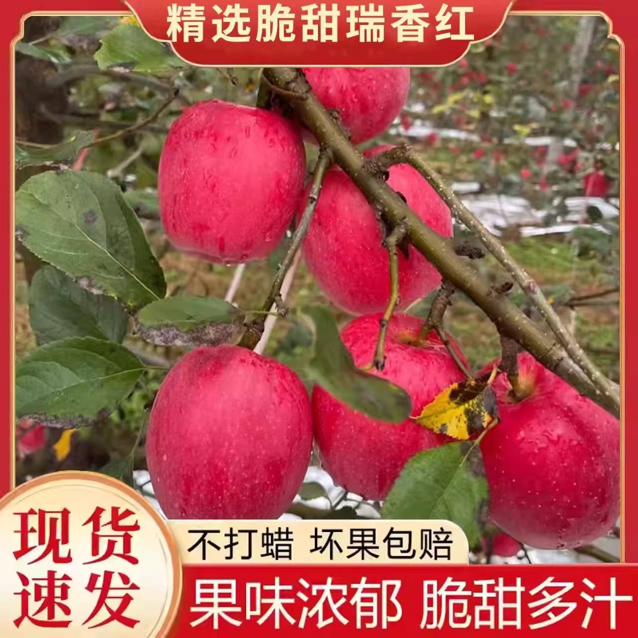 顺丰可选正宗瑞香红苹果脆甜无渣基地直脆甜多汁图片