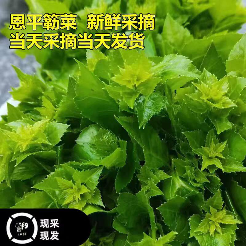 簕菜全嫩苦刺心新鲜野菜全嫩尖头白簕鲜嫩勒菜三加叶蔬菜