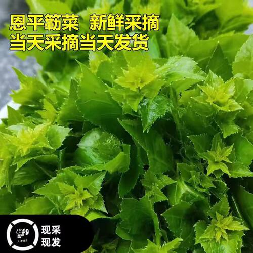簕菜全嫩苦刺心新鲜野菜全嫩尖头白簕鲜嫩勒菜三加叶蔬菜