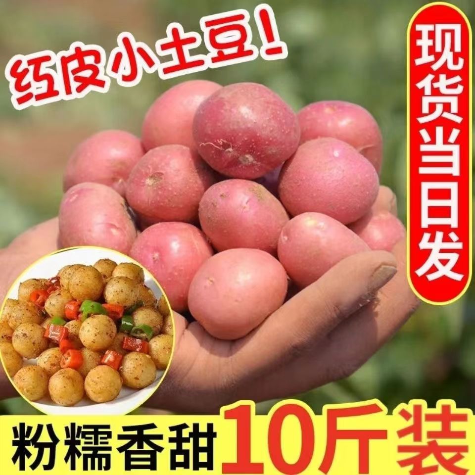 现货云南新鲜红皮小土豆迷你洋芋粉糯农家黄心马铃薯现挖现发10斤