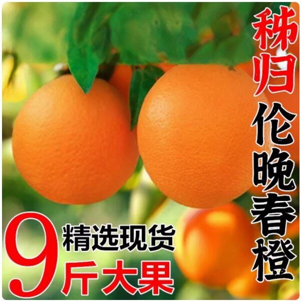伦晚春橙子脐橙当季新鲜水果橙孕妇水果现摘现发冰糖果冻秭归甜橙图片