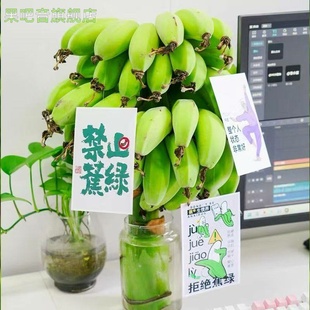 禁止焦虑香蕉整串办公室水培香蕉拒绝蕉绿可食芭蕉桌面绿植小米蕉