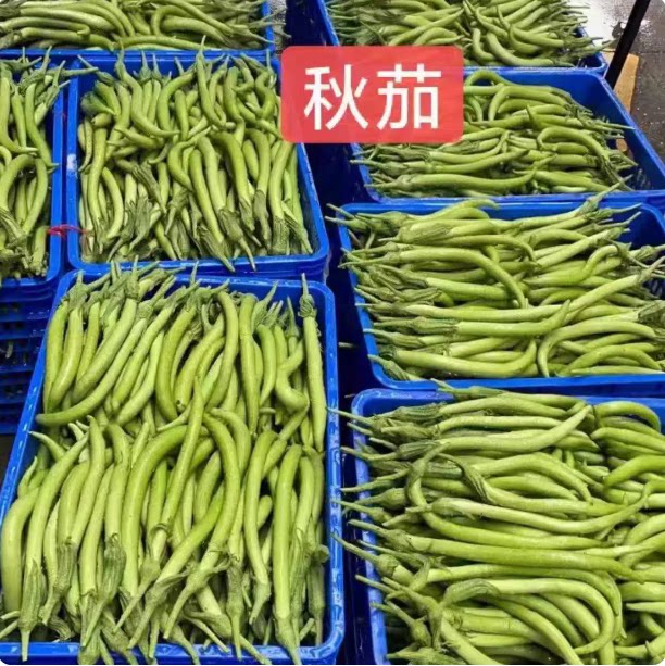 新鲜盐步秋茄青线茄秋茄子长尖绿茄瓜龙芽茄秋茄酒店食材