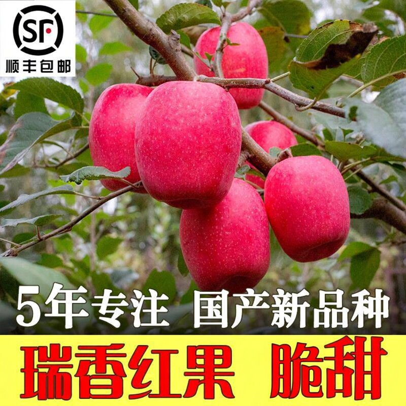 正宗瑞香红苹果水果芳香纯甜新鲜当季平果非花牛瑞雪鸡心图片