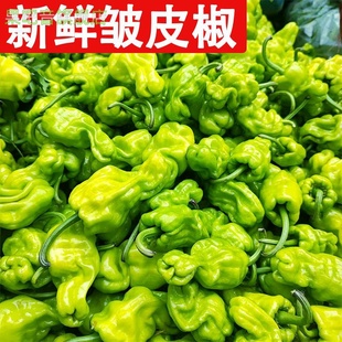 云南特产新鲜皱皮辣虎皮辣椒青辣椒清脆新鲜蔬菜圆椒