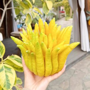 现摘新鲜佛手柑鲜果可食用观赏闻香佛手瓜香橼果清供天然香薰云南