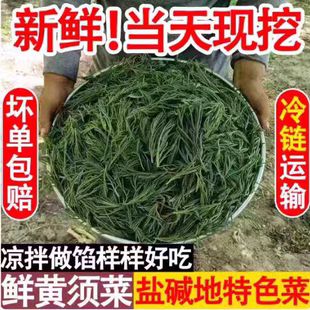 2026新鲜潍坊盐碱地黄西菜黄须菜黄席菜碱蓬菜海英菜野菜新鲜发货