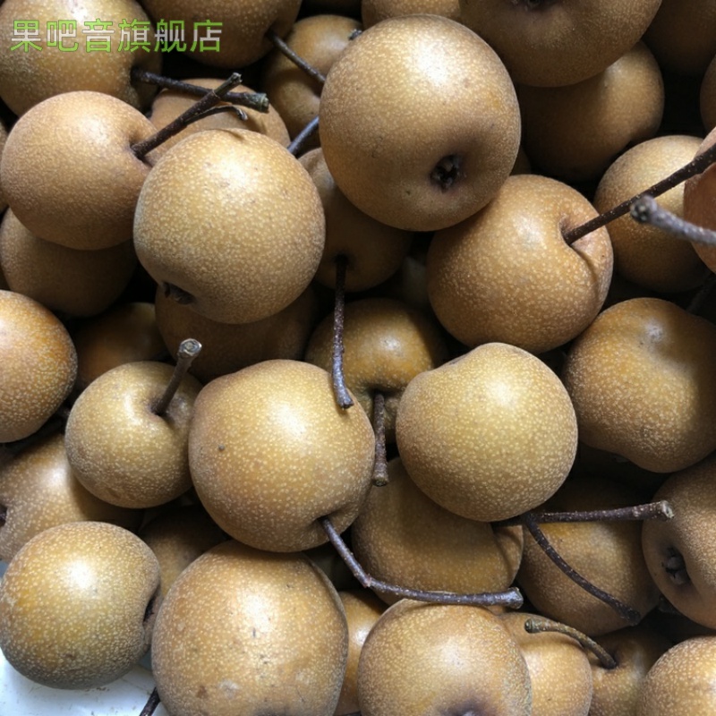 现摘现发河北新鲜鸟梨棠梨子当季水果可盐可甜反砂小糖梨5斤