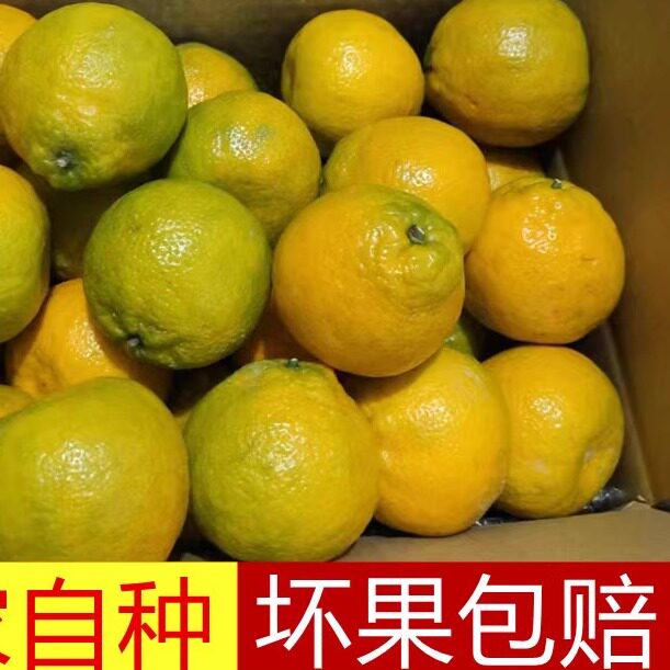 正宗瓯柑丽水温州苦橘特产农产品多汁苦柑水果桔子欧柑丑橘10斤装