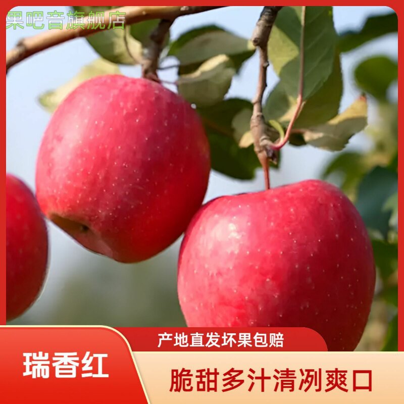 2025现摘现发瑞香红苹果 脆甜多汁新鲜水果 产地直发坏果包赔图片