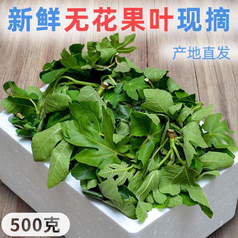 新鲜无花果叶子500g树叶现摘现发广西产地直供泡沫箱包装包邮