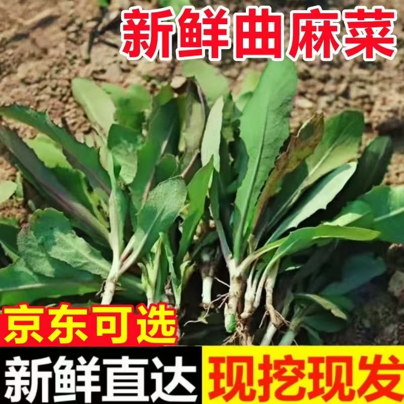 曲麻菜新鲜山东苦麻菜苗东北蘸酱菜苦菜野菜现挖野生曲曲菜苣荬菜图片