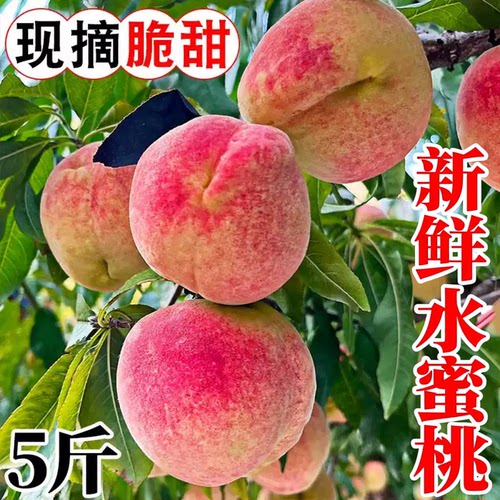 正宗水密桃新鲜应季水果脆甜5斤特大丑桃子现摘产地直发整箱