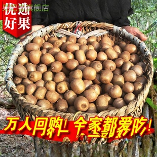 野生猕猴桃新鲜秦岭野生小猕猴桃迷猴应季孕妇水果泡酒弥猴桃